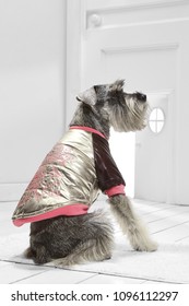 Full Length Portrait Of Dressed Miniature Schnauzer In The White Room. Back View Of The Dog In A Silver Bomber Jacket. The Pet Sitting On The Floor On The Rug In The Hallway, Looking To The Side.