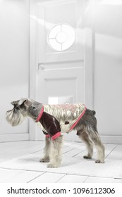 Full Length Portrait Of Dressed Miniature Schnauzer In The White Room. Side View Of The Dog In A Silver Bomber Jacket. The Pet Standing On The Floor On The Rug In The Hallway, Looking Straight Ahead.