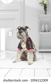 Full Length Portrait Of Dressed Miniature Schnauzer In The White Room. Front View Of The Dog In A Silver Bomber Jacket. The Pet Sitting On The Floor On The Rug In The Hallway, Looking To The Side.