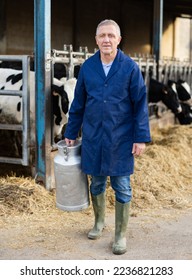 Full length portrait of elderly man dairy farm owner working in cowshed, carrying aluminum can of milk against background of cows in stall