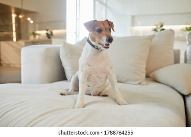 Full Length Portrait Of Female Jack Russel Terrier Dog Sitting On Big White Couch In Home Interior, Copy Space