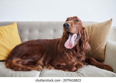 Full Length Portrait Of Irish Setter Dog Lying On Couch With Tongue Out And Looking At Camera