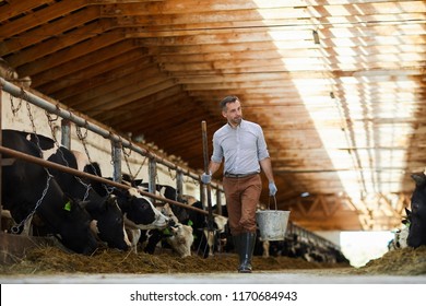 Full Length Portrait Of Modern Farm Worker  Holding Buckets Walking Towards Camera In Sunlit Cow Shed, Copy Space