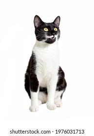 Full length portrait of sitting black and white cat isolated on white background. A wondering black cat with a white mustache and paws looks up, opened his mouth, smiles. A pet with a unique colour.