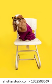 full length portrait of thoroughbred dog with long ears wearing glasses and sweater on yellow background. Cavalier King Charles Spaniel sits on chair in studio and looks away. Copy space