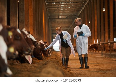 Full length portrait of two veterinarians walking towards camera while inspecting cows at dairy farm, copy space