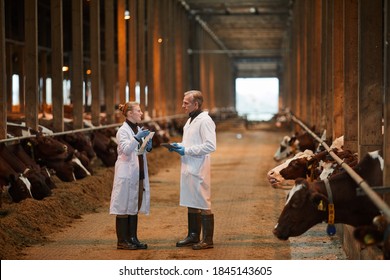 Full Length Portrait Of Two Veterinarians In Cow Shed Talking While Inspecting Livestock At Farm, Copy Space