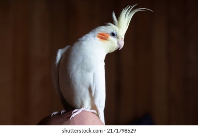 full length portrait of a yellow parrot cockatiel