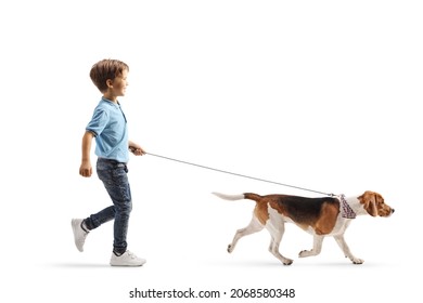 Full length profile shot of a boy walking a beagle dog on a lead isolated on white background