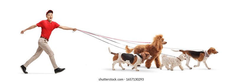 Full Length Profile Shot Of A Guy Dog Walker Walking Four Dogs Isolated On White Background