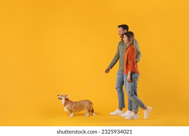 Full length profile shot of man and woman walking with their corgi dog isolated on yellow studio background, side view, free space - Powered by Shutterstock