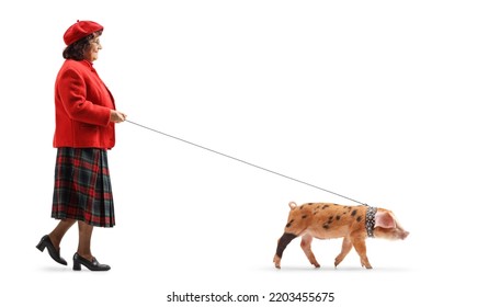 Full Length Profile Shot Of An Older Lady Walking A Little Pig On A Lead Isolated On White Background