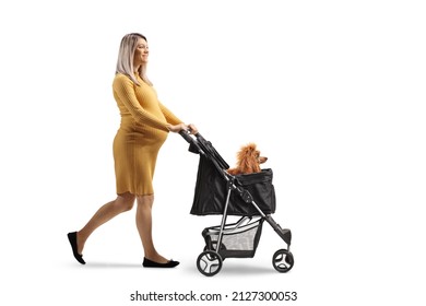 Full Length Profile Shot Of A Pregnant Woman Walking And Pushing A Dog Stroller Isolated On White Background