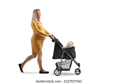 Full Length Profile Shot Of A Pregnant Woman Walking With A Dog Stroller Isolated On White Background