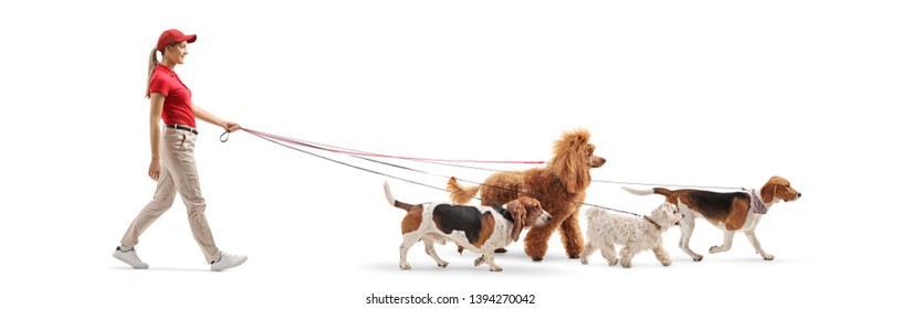 Full length profile shot of a young female dog walker with four dogs isolated on white background