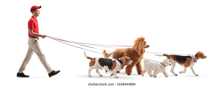 Full length profile shot of a young male dog walker walking dogs isolated on white background