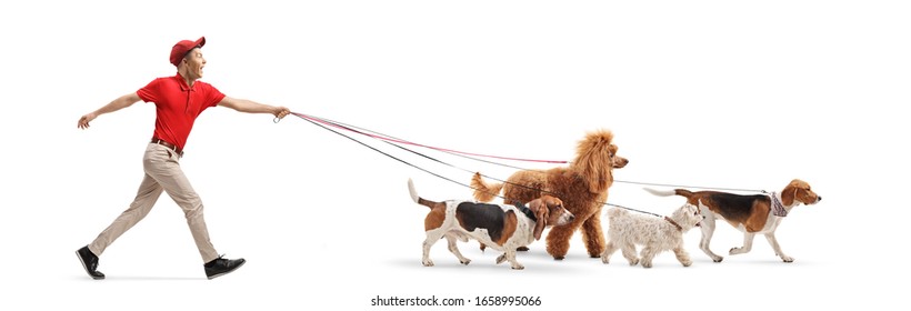 Full Length Profile Shot Of A Young Male Dog Walker Running With Dogs Isolated On White Background