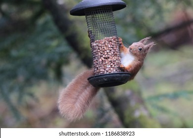 Red Squirrel Feeder Images Stock Photos Vectors Shutterstock