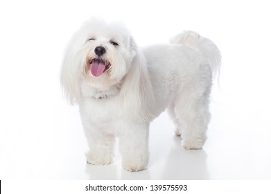 A full length shot of a white Coton de Tulear dog, looking as if he is laughing. This rare breed is related to the Bichon Tenerife & Tenerife Terrier. Studio shot is isolated on a white background.