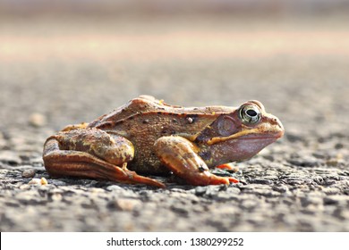 full length side view of agile frog ( Rana dalmatina )