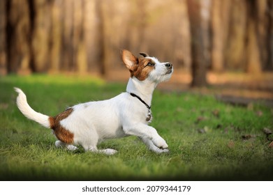 Full Length Side View Picture Of A Running Jack Russel Terrier Puppy