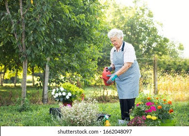 Full Length Of Smiling Old Woman At The Flower Garden With Watering Can, Looking At Flowers