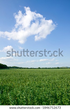 Similar – Foto Bild grüne Weite Sommer