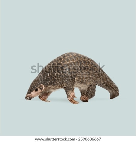 Full length view of pangolin walking, showcasing its unique scales and highlighting wildlife conservation