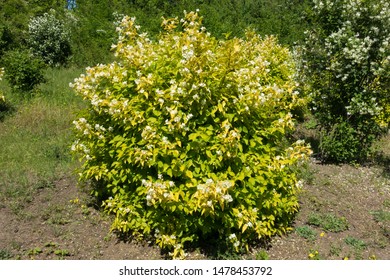 Full Length View Of Philadelphus Coronarius Aureus In Bloom