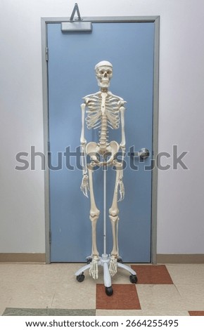 A full length view of a skeleton against a blue door