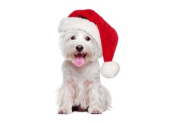 Full Length Of White West Highland Terrier Wearing Christmas Hat