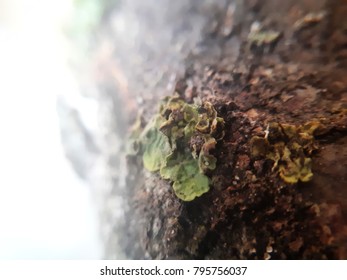 full macro wood texture