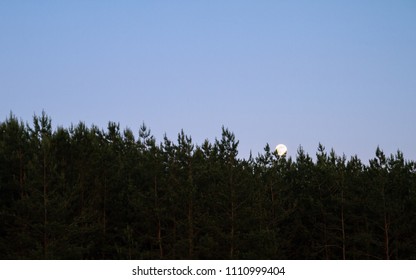 Full moon between trees