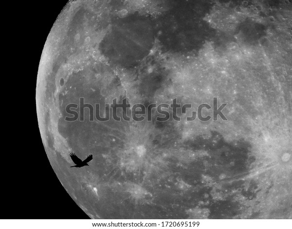 Full moon with bird night\
shot
