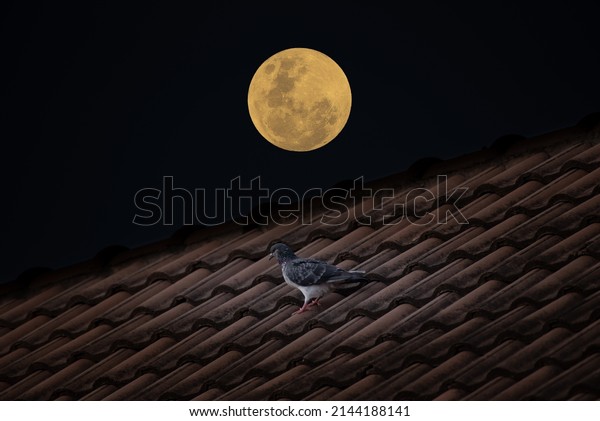 Full moon\
with bird on roof house in the dark\
night.