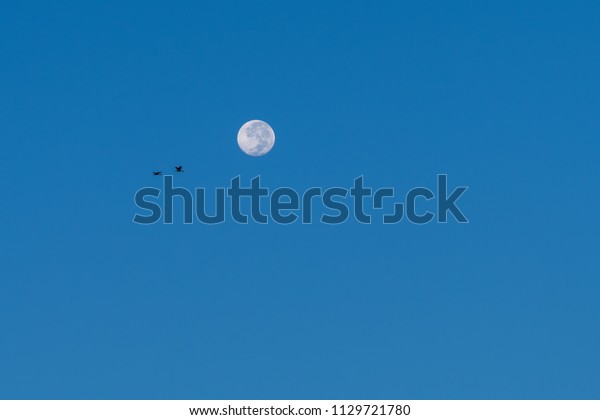 Full moon and birds\
flying.