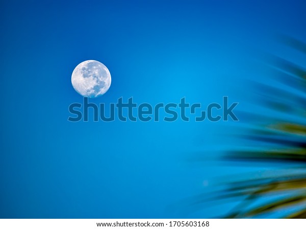 Full\
moon in blue sky at dawn with coconut leaves\
beside