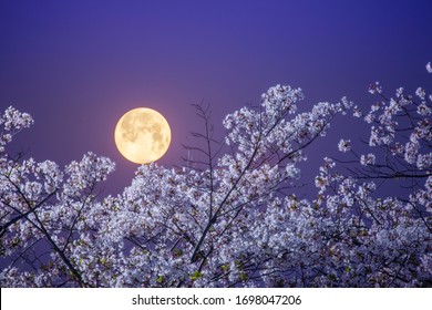 Full moon and cherry blossoms in the night sky before dawn
