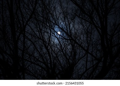 The full moon in cloudy sky seen through branches of trees at night. Selective focus