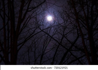 The full moon in cloudy sky seen through branches of trees at night