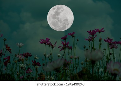 Full Moon Cosmos Flowers Silhouette Night Stock Photo 1942439248 ...