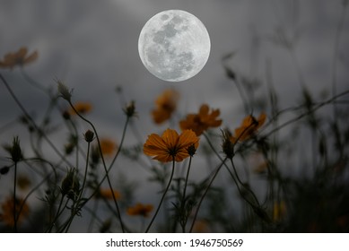 Full Moon Cosmos Flowers Silhouette Night Stock Photo 1946750569 ...