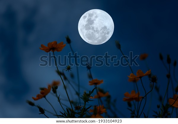 Full\
moon with cosmos flowers silhouette in the\
night.
