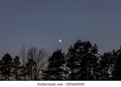 Full Moon In The Dark Morning Sky Above The Tops Of A Dark Forest