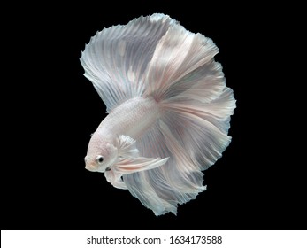 540 Betta fish full moon Images, Stock Photos & Vectors | Shutterstock