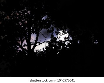 Full moon in the forest