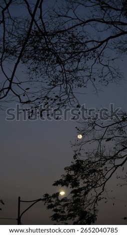Full Moon Framed by Tree Branch Shadows – Clear Night Sky and Natural Silhouette