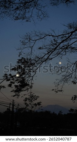 Full Moon Framed by Tree Branch Shadows – Clear Night Sky and Natural Silhouette