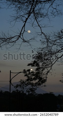 Full Moon Framed by Tree Branch Shadows – Clear Night Sky and Natural Silhouette