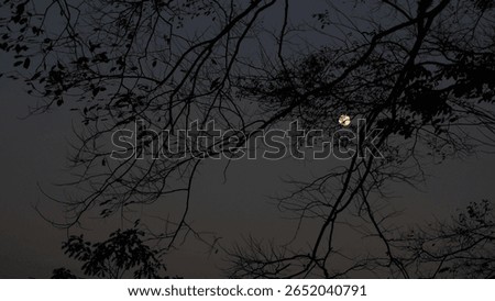 Full Moon Framed by Tree Branch Shadows – Clear Night Sky and Natural Silhouette
